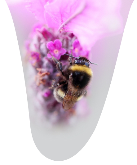 Introduction image with a bee